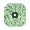 Florencecourt - Verillion  By Cole & Son | Cole & Son Archive Anthology |Botanical & Floral  Wallcovering Print Circular Swatch | DW
