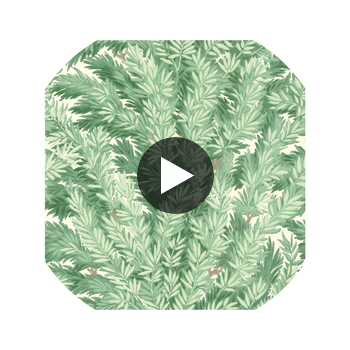Florencecourt - Verillion  By Cole & Son | Cole & Son Archive Anthology |Botanical & Floral  Wallcovering Print Circular Swatch | DW