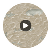 Melville - Pearl  By Cole & Son | Cole & Son Whimsical | Animal/Insects Wallcovering Print Circular Swatch | DW