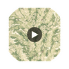 Florencecourt - Olive  By Cole & Son | Cole & Son Archive Anthology |Botanical & Floral  Wallcovering Print Circular Swatch | DW