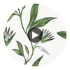 Cleo Vine | Anna French Wallcovering Circular Swatch | DW
