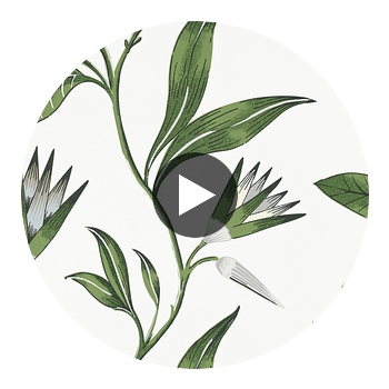 Cleo Vine | Anna French Wallcovering Circular Swatch | DW