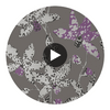 Spotted Orchid | Anna French Wallcovering Circular Swatch | DW