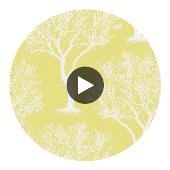 Winfell Forest | Anna French Wallcovering Circular Swatch | DW