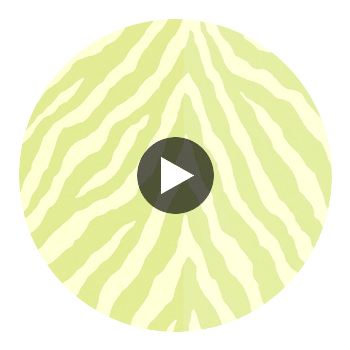 Etosha Green | Thibaut Wallcoverings Circular Swatch | Thibaut