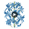 Mangrove Tree Blue and White | Thibaut Wallcoverings Circular Swatch | Thibaut