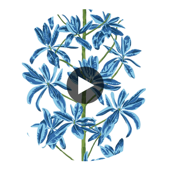 Mangrove Tree Blue and White | Thibaut Wallcoverings Circular Swatch | Thibaut