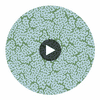 Maldives Blue and Green | Thibaut Wallcoverings Circular Swatch | Thibaut