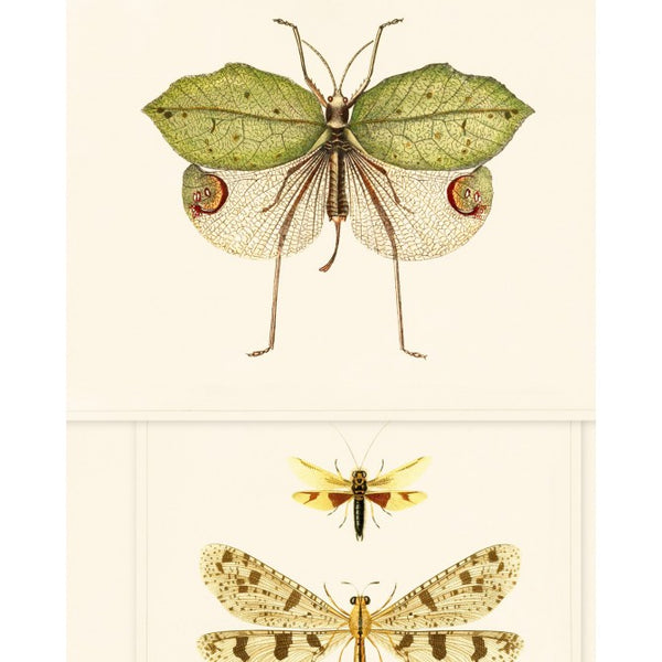 Entomology - Green, Beige, Brown Wallcovering | Mind the Gap
