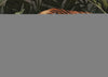 Silk Road Garden Tiger  Wallcovering -  - Image 3
