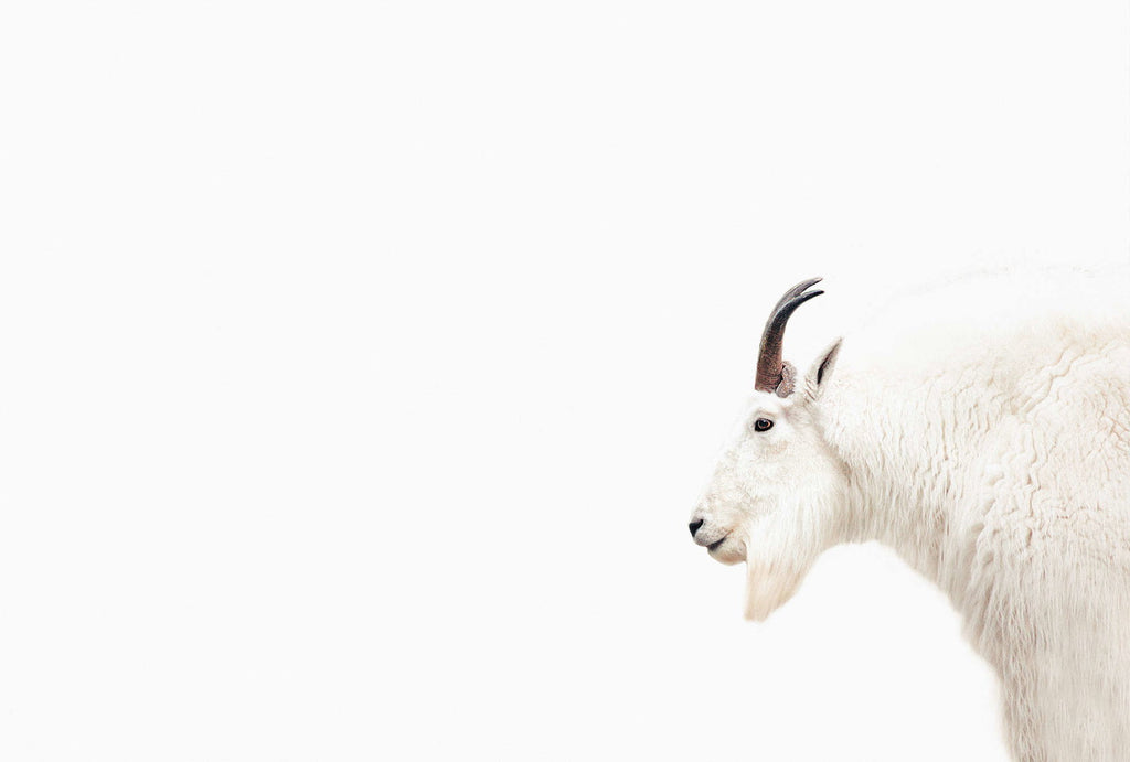 Artist White Wallcovering | AS Creation