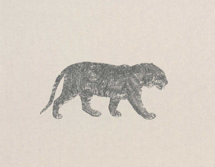 Cheetahs | Coordone Europe