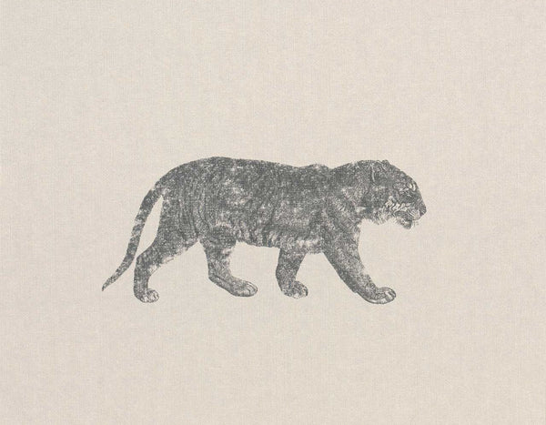 Cheetahs | Coordone Europe