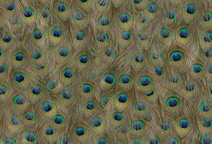 Pea Fowl Peacock Feathers | Coordone Europe