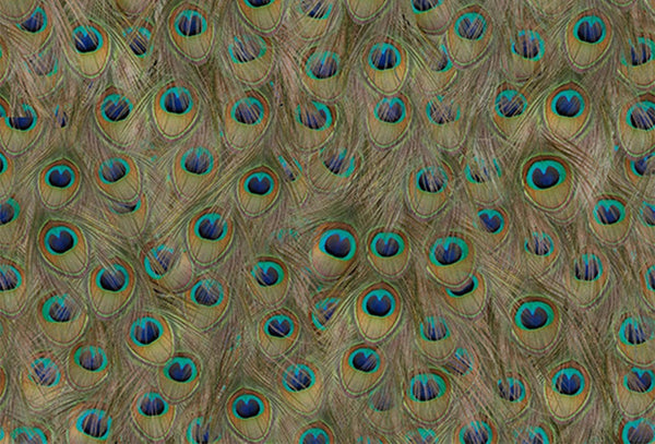 Pea Fowl Peacock Feathers | Coordone Europe