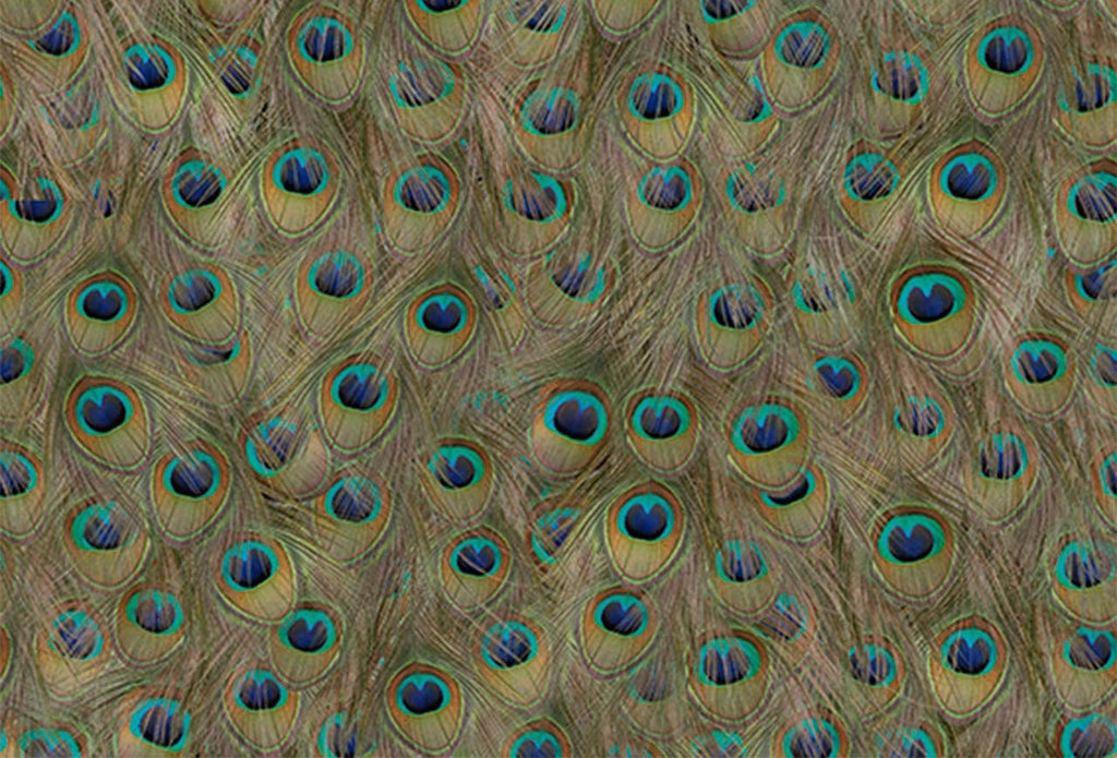 Pea Fowl Peacock Feathers