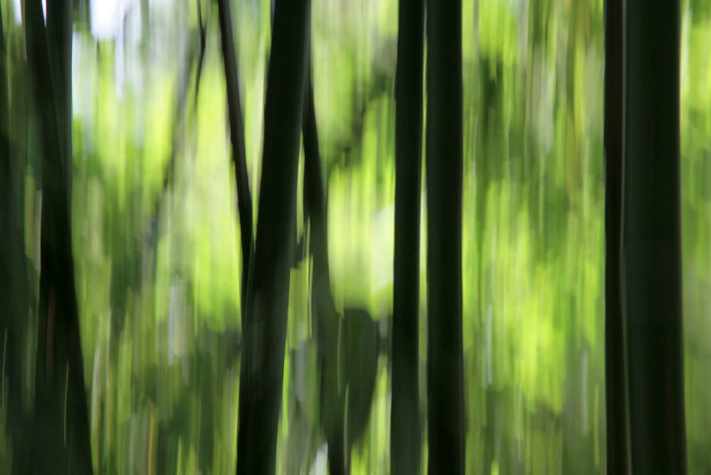 Nature Green Wallcovering | AS Creation