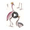 Garzas Blanco | Gaston Y Daniela Circular Swatch | DW