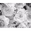 Grey Petals Wall Mural | Jeffrey Stevens - Image 1