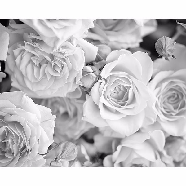 Grey Petals Wall Mural | Jeffrey Stevens - Image 1
