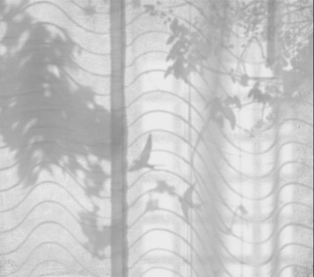 Hortus Umbra M2609-3