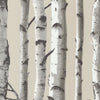 Irvin Grey Birch Tree | Jeffrey Stevens - Image 1