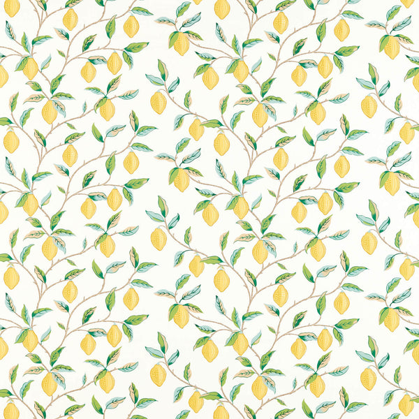 Lemon Tree Lemon/ Bayleaf | Morris & Co.