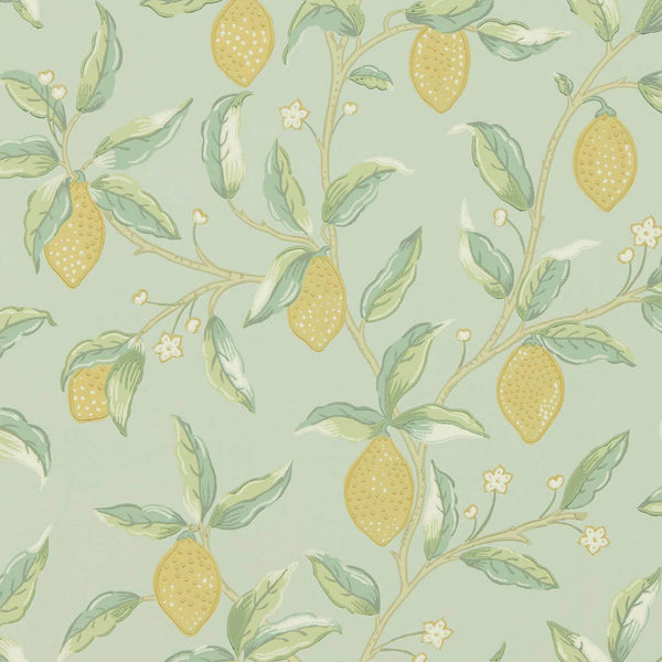 Lemon Tree Sage | Morris & Co.