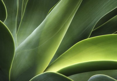 Luscious - Green Commercial Wallcovering | Koroseal