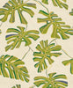 Monstera Lima