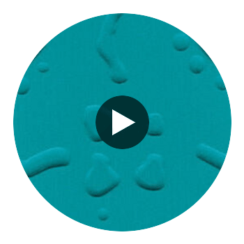 Pleated Spring by Philip Romano Circular Swatch | DW
