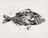 Poissons M2501-1