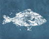 Poissons M2501-2