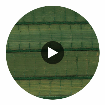Reeds Drive - Wild Grass | Hollywood Wallcoverings Circular Swatch | Hollywood Wallcoverings