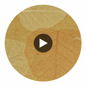 Rika Real Leaf | Phillipe Romano Circular Swatch | DW