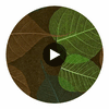 Rika Real Leaf | Phillipe Romano Circular Swatch | DW