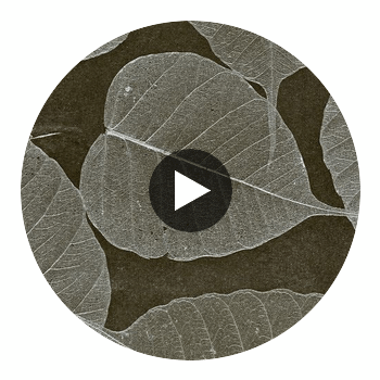 Rika Real Leaf | Phillipe Romano Circular Swatch | DW