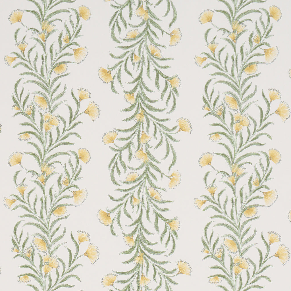 TASMANIAN MIMOSA MARIGOLD | Schumacher - Image 1