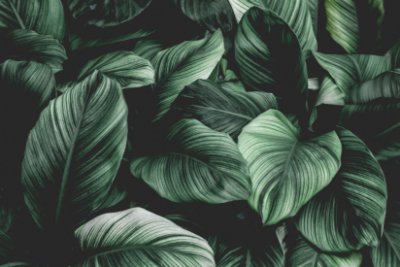 Urban Tropical - Dark Green Commercial Wallcovering | Koroseal