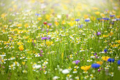 Wildflowers - Pale Yellow Commercial Wallcovering | Koroseal