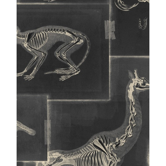 Zooarchaeology Anthracite Wallpaper | Mind The Gap