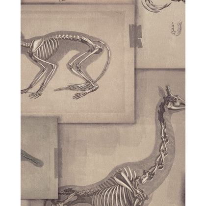 Zooarchaeology - Taupe, Black, Grey Wallcovering | Mind the Gap