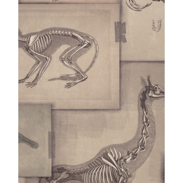Zooarchaeology - Taupe, Black, Grey Wallcovering | Mind the Gap