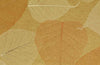 Rika Real Leaf Wallpaper | Phillipe Romano