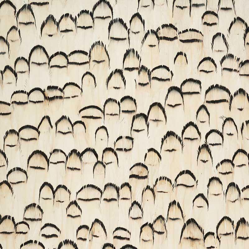 La Plume Royale Real Feather Wallpaper