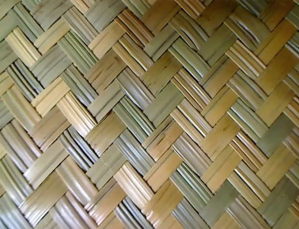 Tonga Real Banana Leaf (Leaves) - Jungle Safari (CloseUp)