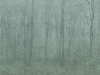 Skog forest green Sample Wallcovering | Sandberg
