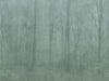 Exclusively at Designer Wallcoverings and Fabrics