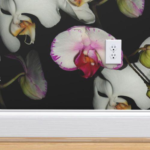 Orla Orchid  Wallpaper