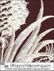 Puget's Pineapple